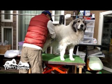 一旦は逃亡したけど…ちゃんと戻ってブラッシングを受けたベルです　Great Pyrenees　グレートピレニーズ