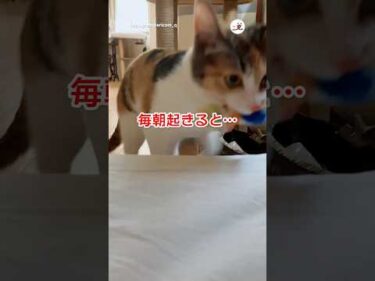 これで遊んでください｜PECO #三毛猫 #猫 #愛猫家 #猫のいる暮らし #猫動画 #calicocat #cat #catlover #catlife