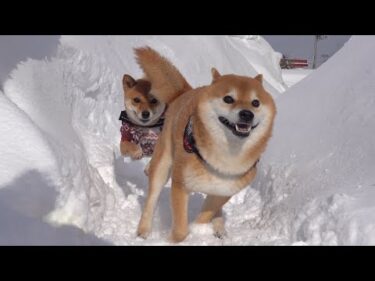 最強寒波の一瞬の隙を狙う柴犬が、これ。