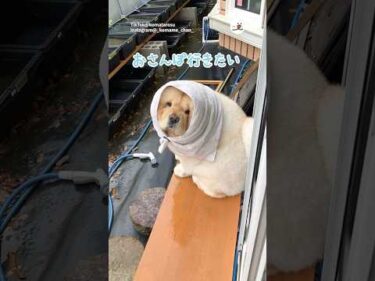 雨だけどお散歩行きたいチャウチャウ｜PECO #大型犬 #チャウチャウ #犬 #愛犬家 #大型犬のいる生活 #chowchow #dog #doglover #doglife