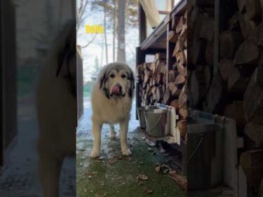 Belle ベル #greatpyrenees #todaysrunrun #グレートピレニーズ #今日のルンルン