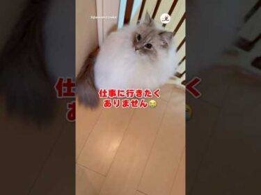 お仕事、行けなくなった🥲｜PECO #サイベリアン #猫 #愛猫家 #猫のいる暮らし #siberian #cat #catlover #catlife