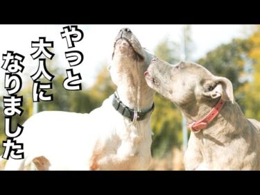 【ピットブル】やりたい放題 叱らず育てた飼い主の末路