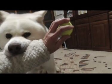 【秋田犬ゆうき】冬の寒い日はボール遊びや膝だっこで飼い主充電をしておきたい日がたまにある【akita dog】