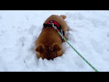 【拒否犬】どうした？雪の中で動かない柴犬の最終形態がこちら…！