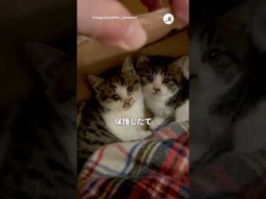 保護したて固まってしまった子猫｜PECO #子猫 #保護猫 #愛猫家 #保護猫のいる暮らし #kitten #rescuedkitten #rescuedcat #catlover