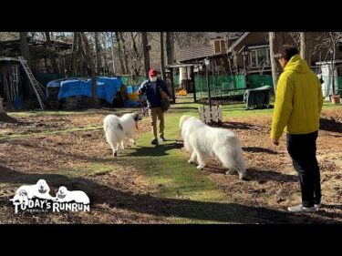 お父さんが来るまで出発する気にならないアランとベルです　Great Pyrenees　グレートピレニーズ