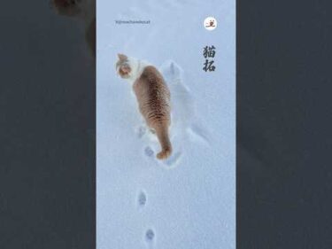 雪道でこれ見つけたい…｜PECO #スコティッシュフォールド #猫 #愛猫家 #猫のいる暮らし #scottishfold #cat #catlover #catlife