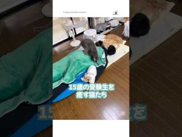 受験生のお兄ちゃんを優しく労う猫たち｜PECO#保護猫 #愛猫家 #保護猫のいる暮らし #rescuedcat #cats  #catlover #rescuedcatlife