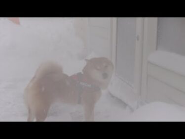 雪大好きな柴犬が二度も断念したやばい吹雪が、これ。