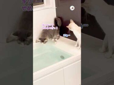 そうなりますよね…🛀｜PECO #保護猫 #愛猫家 #保護猫のいる暮らし #rescuedcat #catlover #rescuedcatlife