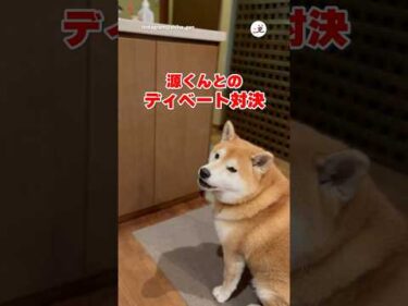 あるのか！？ないのか！？｜PECO #柴犬 #赤柴 #茶柴 #柴犬のいる暮らし #柴犬大好き #shiba #shibainu #shibainulife #shibainulove