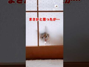 障子を張り替えようと決意した理由｜PECO #三毛猫 #猫 #愛猫家 #猫のいる暮らし #猫動画 #calicocat #cat #catlover #catlife