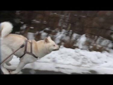 【秋田犬ゆうき】走りたいときは走らせてあげたいと飼い主も頑張って犬並みのスピードで走る【akita dog】