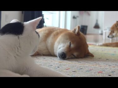 【癒し】柴犬の親分に全身でだいすきを表現する猫の姿が、これ。