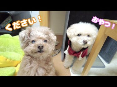 お腹を壊して間食禁止してた愛犬が3日ぶりのおやつに喜びが溢れ出ました！【トイプードル】