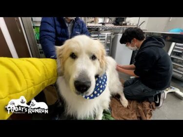 そろそろ注射だと悟りそそくさと帰ろうとするアランです　Great Pyrenees　グレートピレニーズ