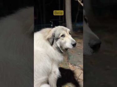 Belle ベル #greatpyrenees #todaysrunrun #グレートピレニーズ #今日のルンルン