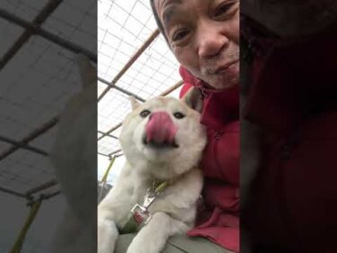 柴犬エガちゃん猫になる