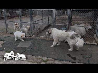 未知との遭遇！初めて目にするベビー達をとても不思議に思ったベルです　Great Pyrenees　グレートピレニーズ