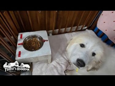 ベビーサークルを引き継ぎとりあえずの拠点ができたリリーです　Great Pyrenees　グレートピレニーズ