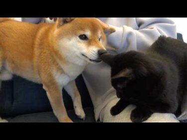 黒猫にモテすぎる柴犬の親分がこちら。