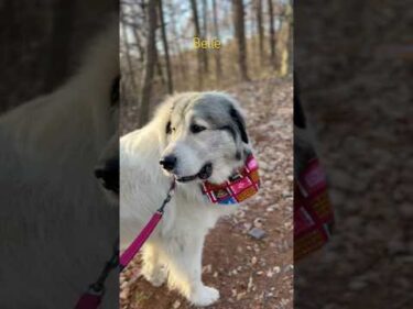 Belle ベル #greatpyrenees #todaysrunrun #グレートピレニーズ #今日のルンルン