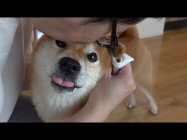 【可愛すぎる】お耳掃除で子熊感増量する柴犬が我が家で話題に。