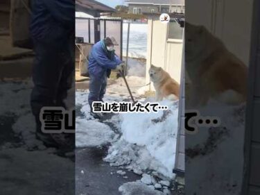 お爺様と秋田犬の攻防が…🤣｜PECO