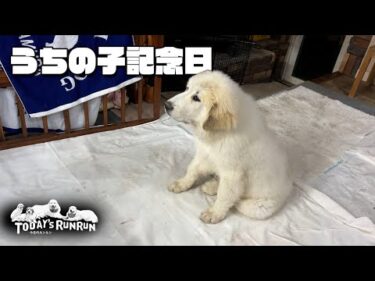 リリー最初のうちの子記念日！ケーキでお祝いをしたアランとベルとリリーです　Great Pyrenees　グレートピレニーズ