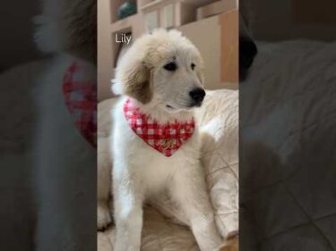 Lily リリー  #greatpyrenees #todaysrunrun #グレートピレニーズ #今日のルンルン