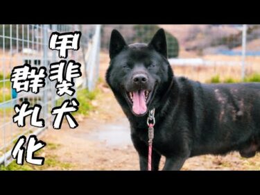 【家族親戚を噛んだ甲斐犬】瑞稀くん友達何人できるかな？