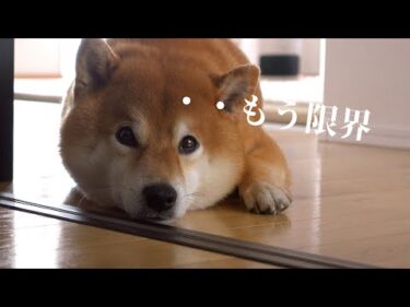 散歩が遅れる‥柴犬が搾り出した可愛すぎる犬語が、これ。