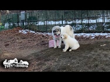 リリーを気遣いながら遊んであげているお姉さんなベルです　Great Pyrenees　グレートピレニーズ