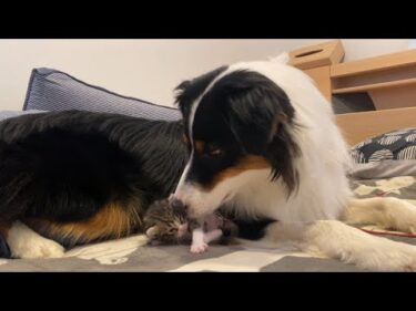 うちの犬が、子猫のお母さんになった日　The day a dog became a cat’s mother