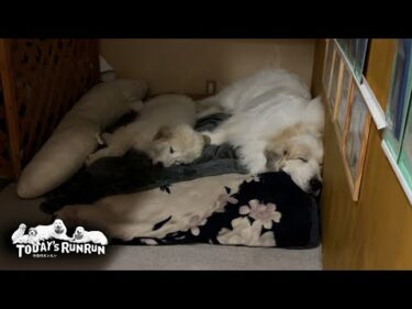 リリーの縄張り侵入をサラリと許してしまうとっても優しいアランです　Great Pyrenees　グレートピレニーズ