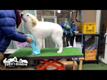 暴れず騒がず…とてもお利口にブラッシングを受けるリリーです　Great Pyrenees　グレートピレニーズ