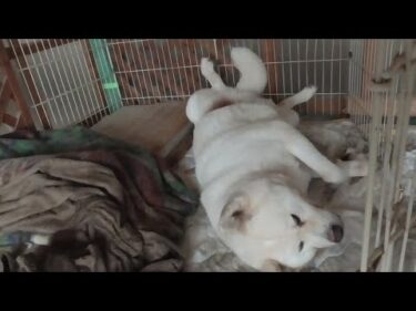 【秋田犬ゆうき】肌寒い朝晩とぽかぽかな陽気が入り混じる今の時期は二十四時間眠い【akita dog】