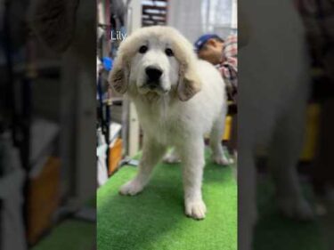 Lily リリー  #greatpyrenees #todaysrunrun #グレートピレニーズ #今日のルンルン