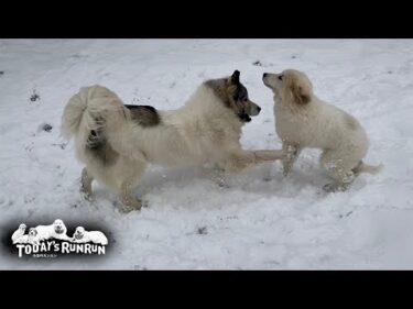 雪が降って大興奮で思う存分遊んだベルとリリーです　Great Pyrenees　グレートピレニーズ