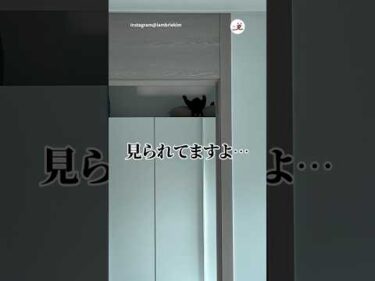 見られてます👀｜PECO