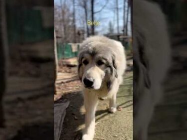 Belle ベル #greatpyrenees #todaysrunrun #グレートピレニーズ #今日のルンルン