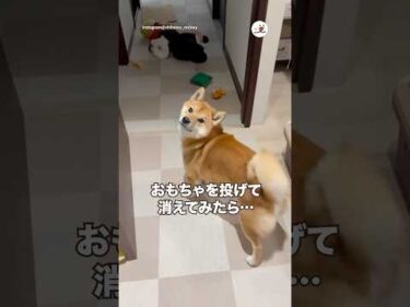 ママが消えた時の柴犬の反応がこちら｜PECO