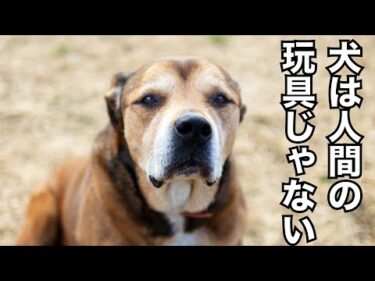 犬を飼う前に！いい情報ばかり信用せずに最悪な事をよく調べて迎え入れてください