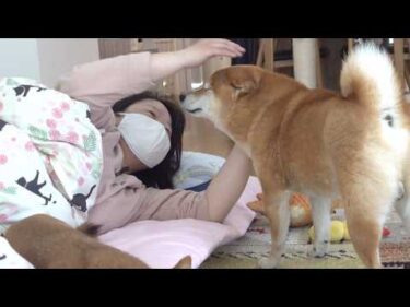 咳でしんどいママ‥その隣には付きっきりで看病する柴犬の姿がありました。