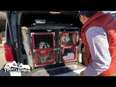 完成したルンルン号のケージに乗ってドライブしたアランとベルです　Great Pyrenees　グレートピレニーズ