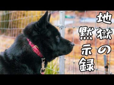 【噛み犬ブラッシング】家族親戚を噛んでしまった甲斐犬瑞稀くんの脱皮