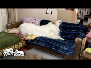 ベルに解放してるけれど…やっぱりソファーは手放せないアランです　Great Pyrenees　グレートピレニーズ