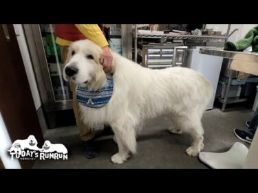 脱臼後の経過は順調だけどもう少し安静が必要なアランです　Great Pyrenees　グレートピレニーズ