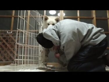 【秋田犬ゆうき】小型犬が可愛いお洋服を着て歩いているので我々もちょっと試してみた【akita dog】